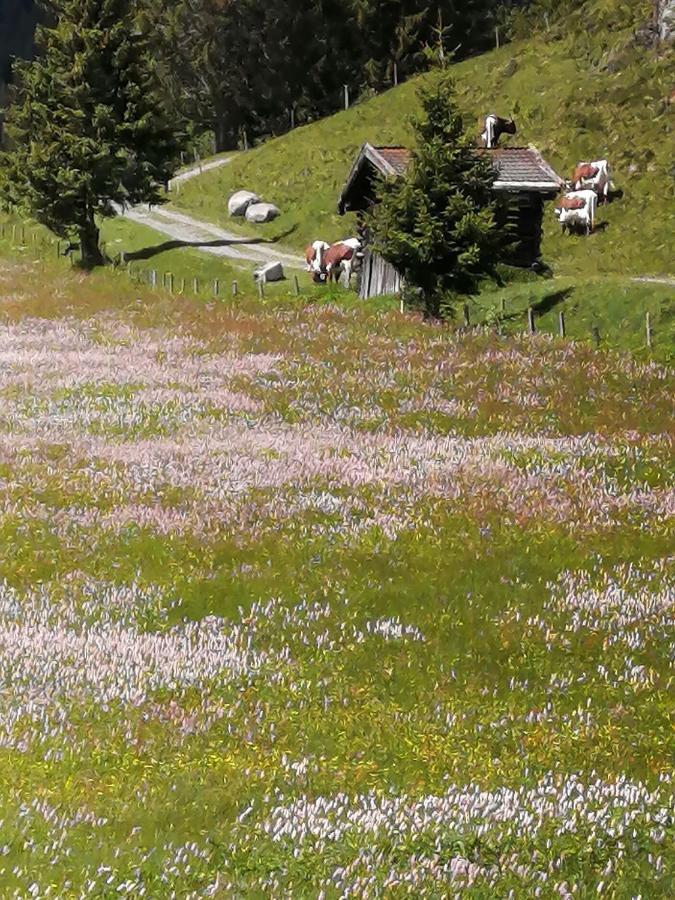 Haus Jessica Incl National Park Sommercard 米特西尔 外观 照片